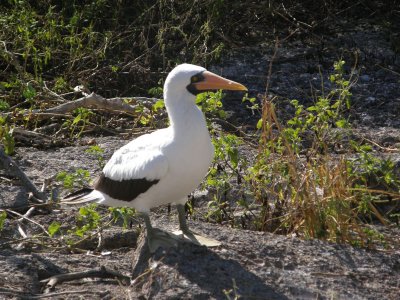 Nazca Booby