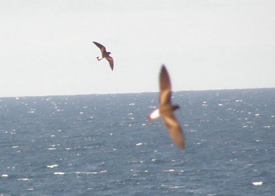 Wedge-rumped Storm-petrel