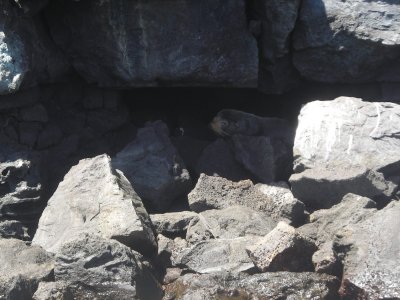 Fur Seal