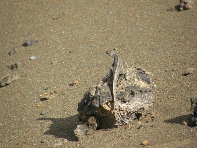 Lava Lizard