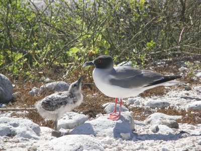 Swallow-tailed Gull with chick
