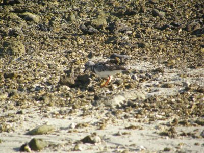 Ruddy Turnstone
