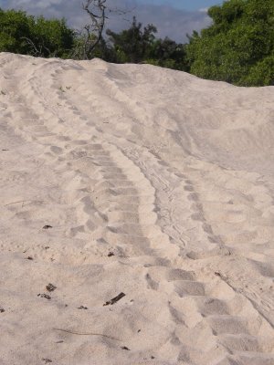 Turtle Tracks