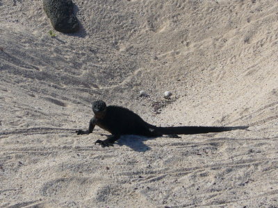 Marine Iguana