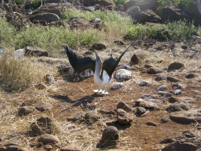 Blue-footed Booby in courtship display