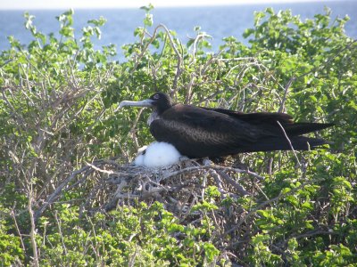 Frigatebird with chick