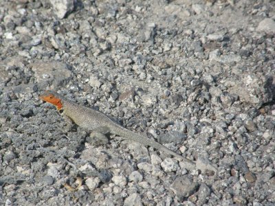 Lava Lizard