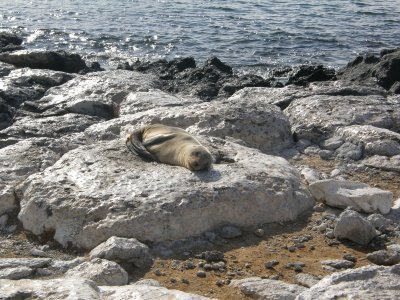 Sea Lion