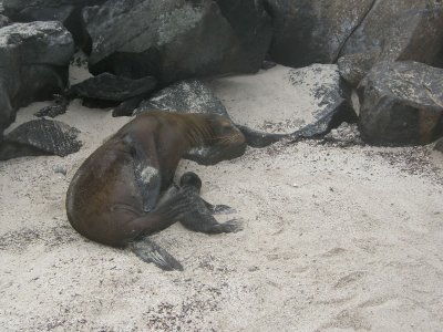 Sea Lion with pup