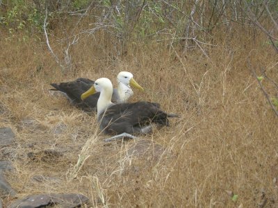 Two Albatrosses at Punta Suarez