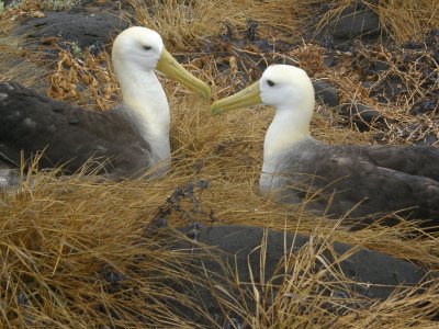 Two Albatrosses