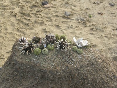 Assortment of Sea Urchins