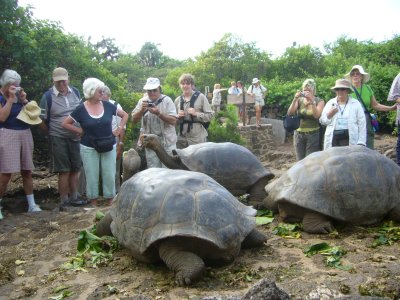 Tortoise Center