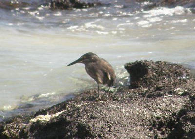 Lava Heron