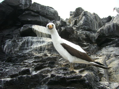 A Grand Galapagos Adventure
