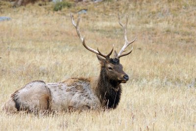 Young bull elk