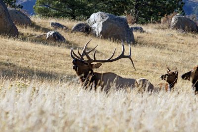 Resting bugle