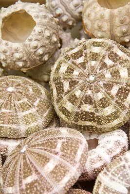 shells 1