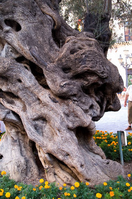Palma, old olive tree
