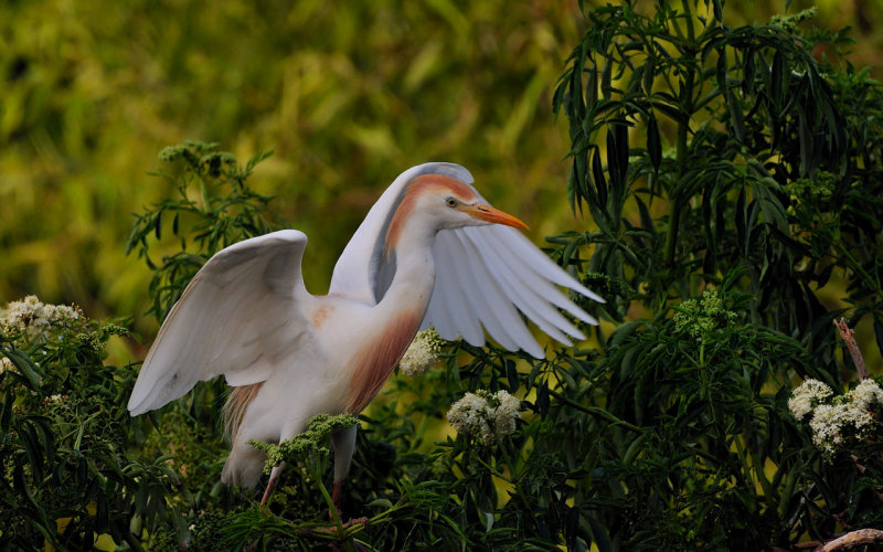 Cattle Egret