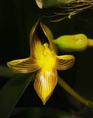 Bulbophyllum hahlianum
