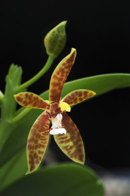 Phalaenopsis cornu-cervi var rubescens
