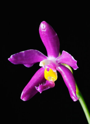 Phalaenopsis pulchra