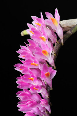 Dendrobium secundum