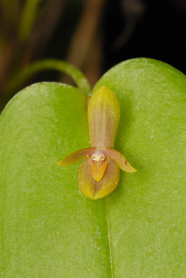 Pleurothallis sp.