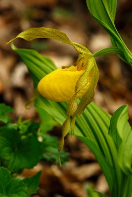Cypripedium calceolus var parviflorum