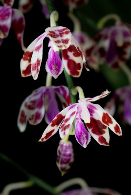 Phalaenopsis mariae (inflorescense)