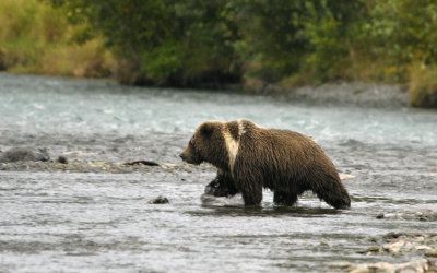 3 year old cub playing in the river.