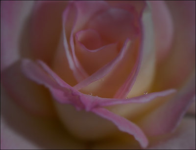 Rose Petals and Raindrops