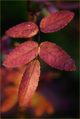 Fall Leaves