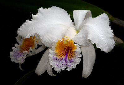 Cattleya mossiae