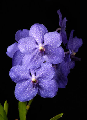 Vanda Pachara Delight