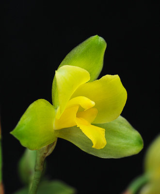 Lycaste campbellii