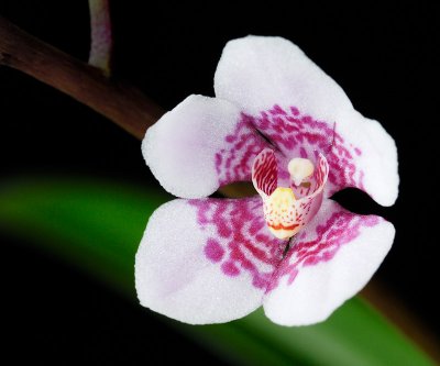 Sarcochilus Ruffles