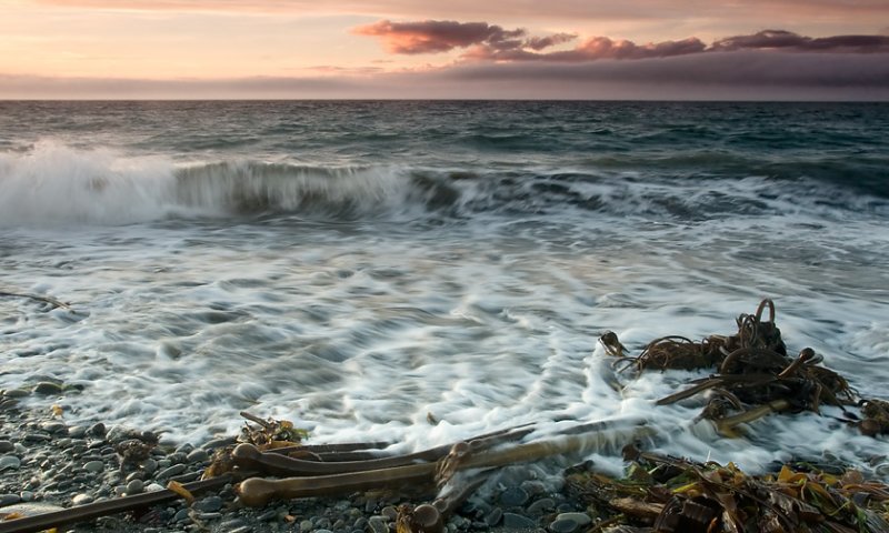 kelp and sunset