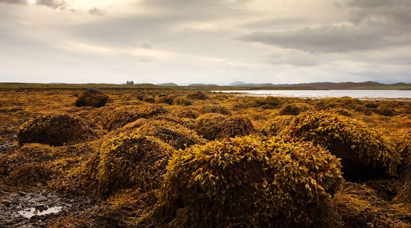 lowtide
