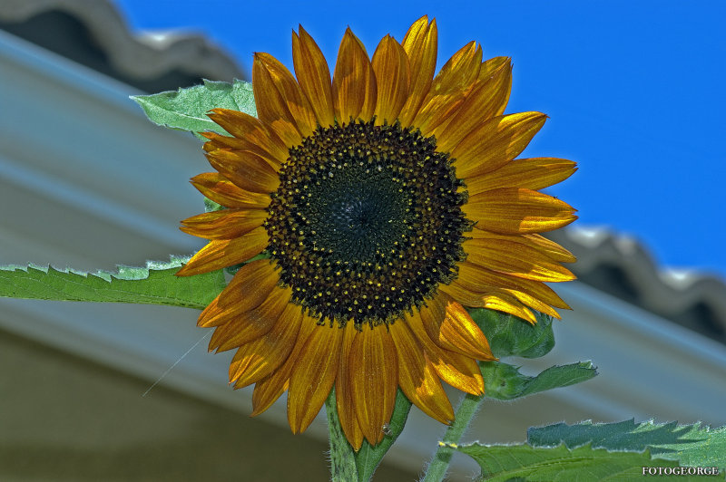 Sunflower0007.jpg