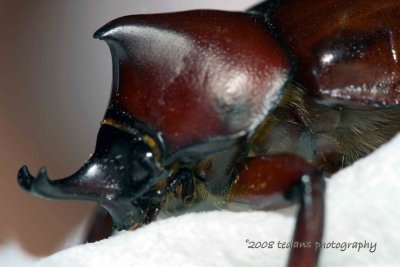 Close-up of a Coconut Beetle