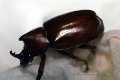 Coconut Beetle
