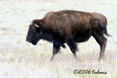 American Bison