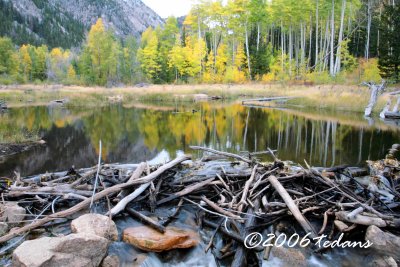 Beaver Pond along  Cottonwood Pass