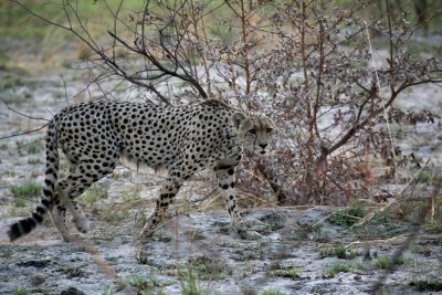Cheetah - only 2nd sighting in 10 years here