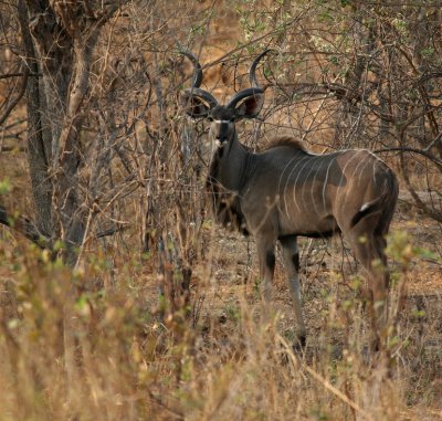 Greater Kudu (male)