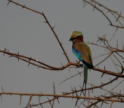 Caprivi Region Namibia Gallery