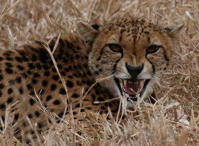 Makutsi Game Reserve South Africa Gallery