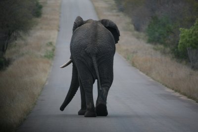 Kruger National Park South Africa Gallery